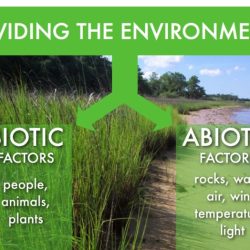 Estuaries biotic abiotic