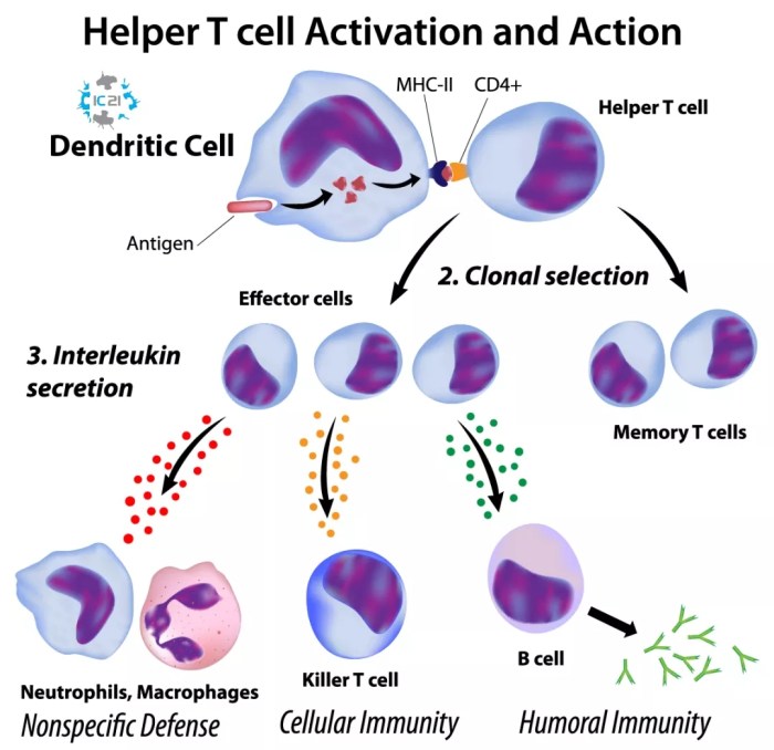 Cell function cells cytotoxic pd response activation lymphocytes mediated action process immune inflammation vaccines immuno immunology protects burning responsible biology