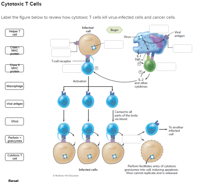 Cell activation antigen immune infected responses cov sars balanced leukocytes cognate encounters designua cancerous regulate