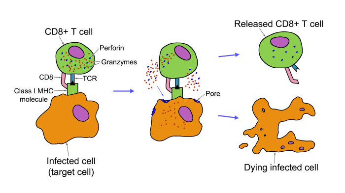 Label the figure showing cytotoxic t-lymphocyte activation