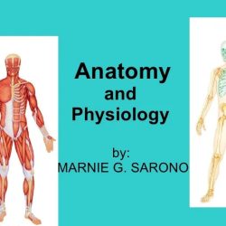 Human anatomy and physiology 11th edition answer key