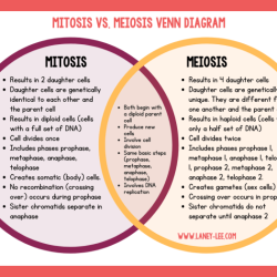 Activity mitosis and meiosis comparison answer key