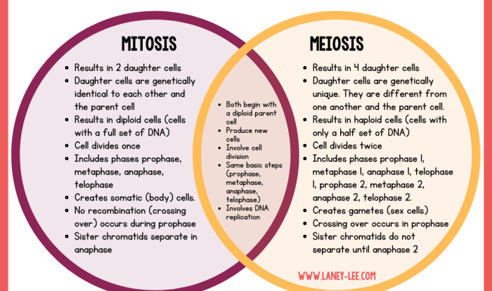 Activity mitosis and meiosis comparison answer key