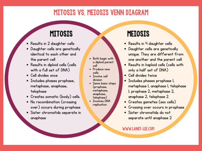 Activity mitosis and meiosis comparison answer key