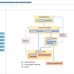 Junction neuromuscular parts toxin botulism identify indicate label acts where part synaptic cleft labels appropriate drag targets respective their will