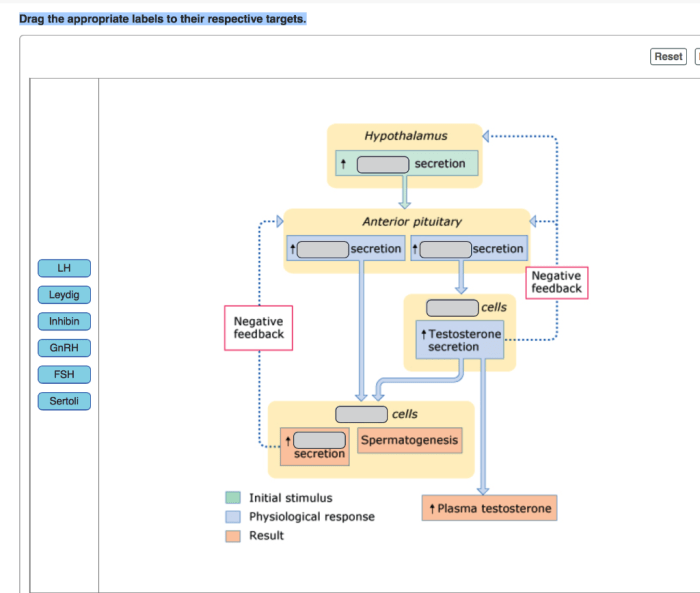 Junction neuromuscular parts toxin botulism identify indicate label acts where part synaptic cleft labels appropriate drag targets respective their will