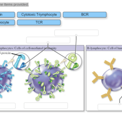 Label the figure showing cytotoxic t-lymphocyte activation