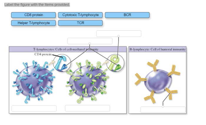 Label the figure showing cytotoxic t-lymphocyte activation